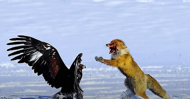 疯狂之后合并落幕，血雨腥风的O2O下一年还有何隐忧？