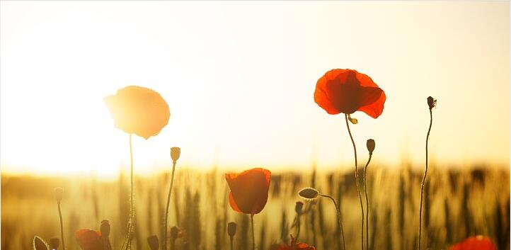 餐厅食品放罂粟壳，究竟是谁的错