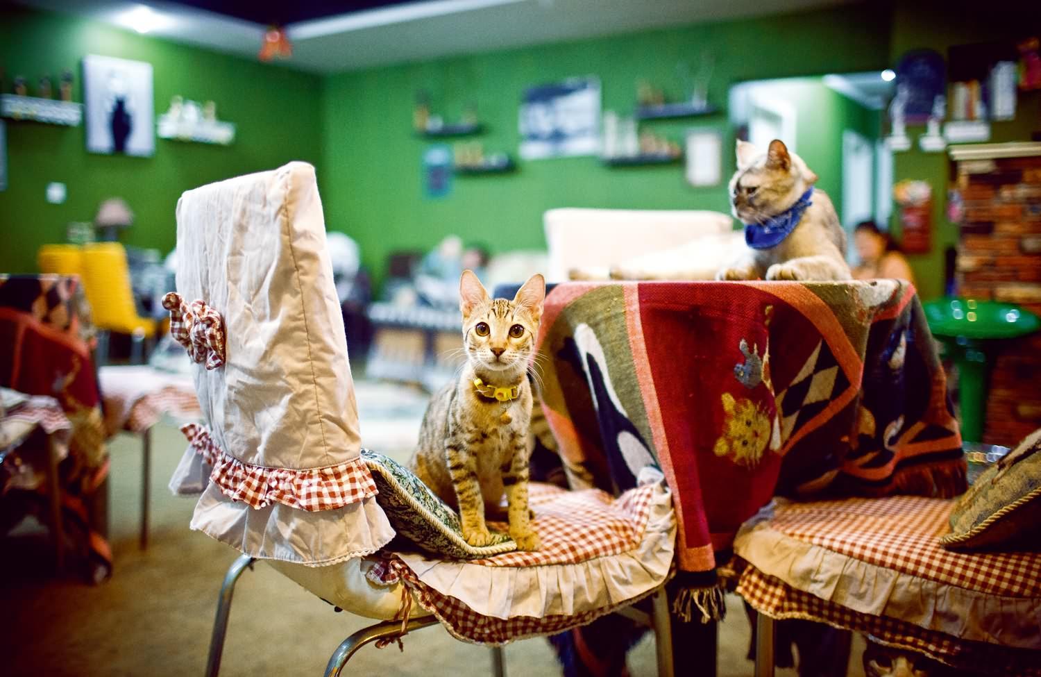 曾近火热的猫咪咖啡馆现今的“真实面貌”