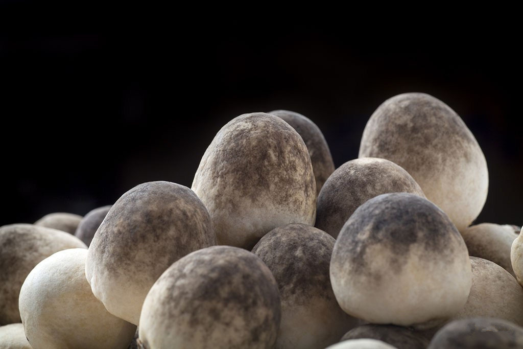 草菇的营养价值与食用