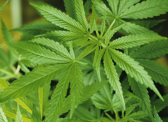 “4大长寿菜”将蕨菜除名，新成员是火麻