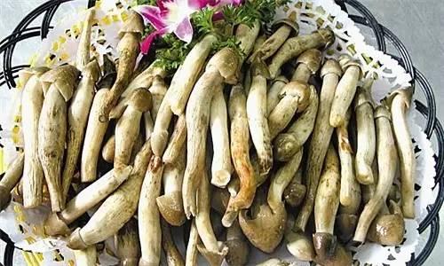 荔枝菌，可遇不可求的“岭南菌王”