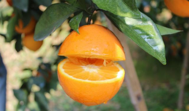 江西赣南脐橙：一种尝了就想拔草的甜鲜橙！