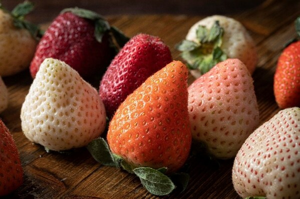 湾区认证首批项目发布 SGS通标农产食品与服务两项认证成功入选