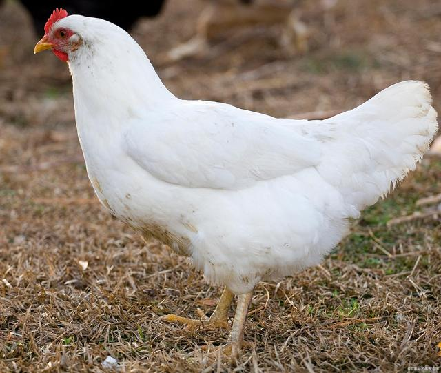 正大鲜鸡：全产业链智慧养殖 探索绿色循环新模式