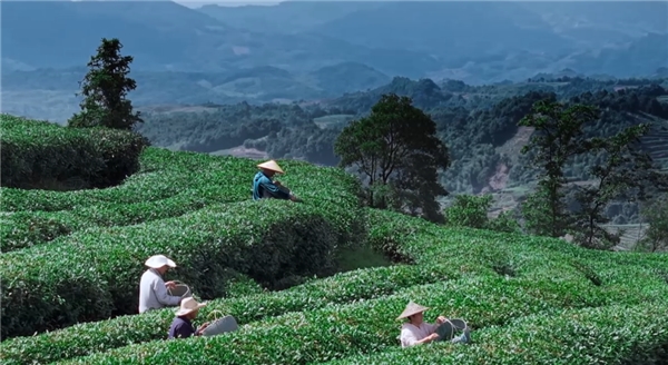 奢配180斤茉莉花，柠季让香气沉浸至最后一口